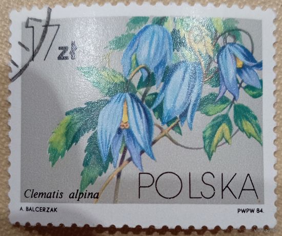 Польша 1984. Флора. Цветы. Clematis Alpina. Марка из серии