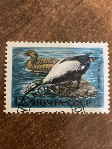СССР 1972. Очковая гага. Марка из серии