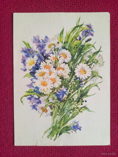 Ромашки и колокольчики. Цветы. Хвостенко 1956 г. Чистая.