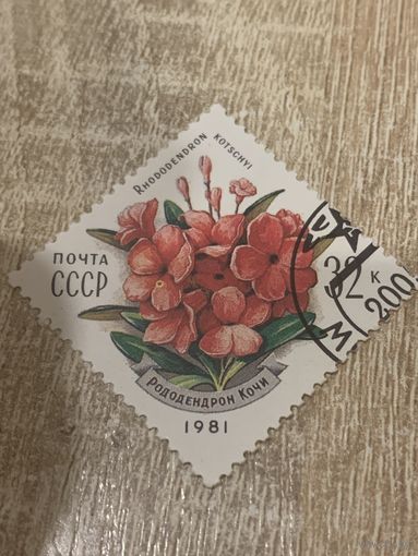 СССР 1981. Рододендрон Кочи. Марка из серии