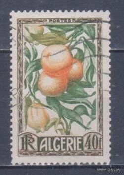 [855] Французские колонии. Алжир 1950. Флора.Плоды.Апельсины. Гашеная марка.