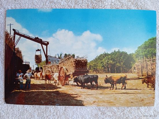 Этнография. Куба, Гавана. Взвешивание и перегрузка сахарного тростника с повозок на поезд