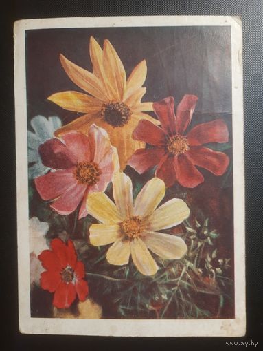 СССР. Ромашки. 1957г. чистая