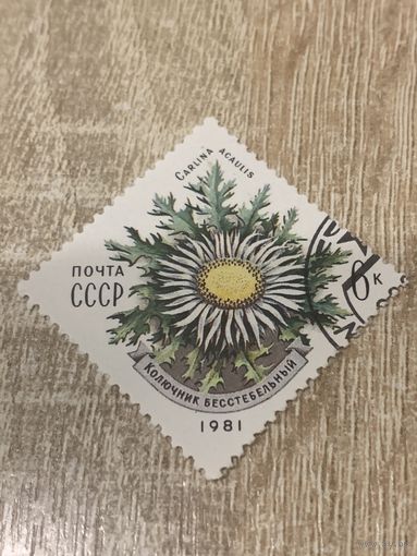СССР 1981. Колючник бесстебельный. Марка из серии