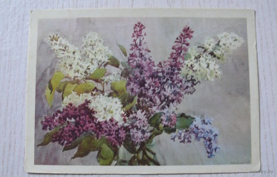 Купецио К., Сирень; 1960, чистая, ДМПК, герб красный, штамп переоценки.