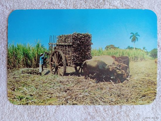 Этнография. Куба, Кана-де-Азукар. Сахарный тростник