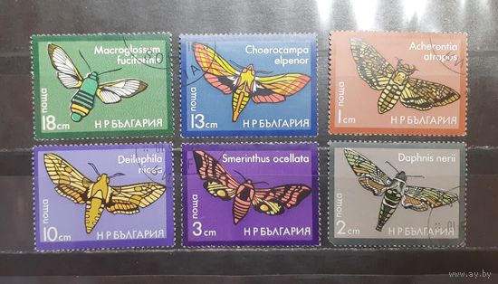 Болгария. Фауна. Бабочки (1430)