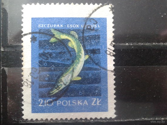 Польша 1958 Щука