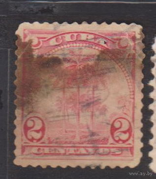 Пальмы флора Куба 1899 или 1905 год лот 3