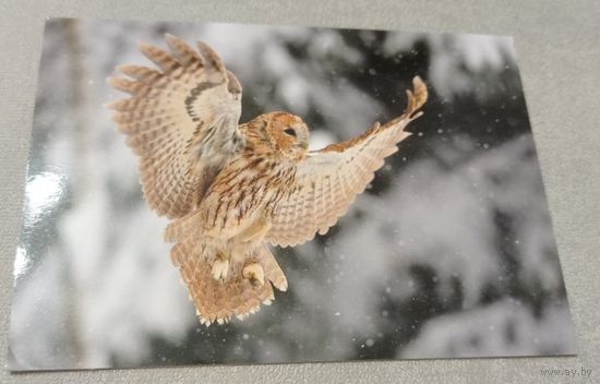 Посткроссинг. Открытка "Приземление неясыти (10х15). Прошла почту. Марки, чёткий штемпель.