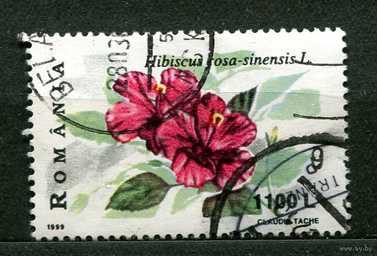 Китайская алтейная роза. Румыния. 1999