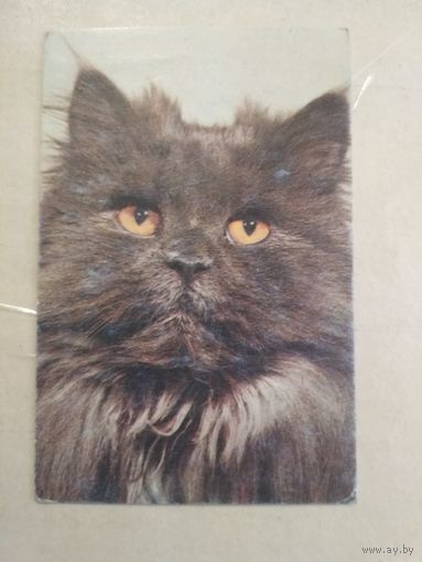 Карманный календарик. Кошки . 1996 год