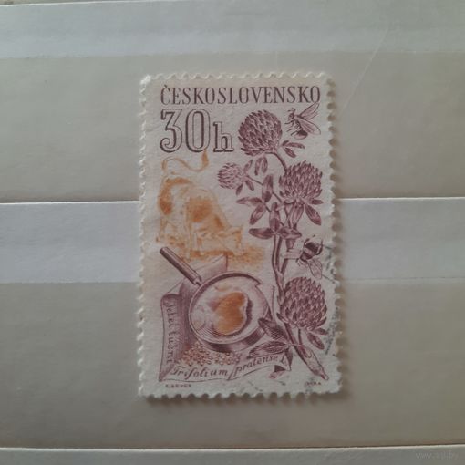 Чехословакия. Флора. Jetel lucni Trifolium pratense