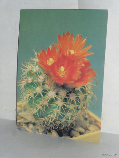 Открытка Кактус Пародия Пунэ (цветущий). Фото С. Булавского.