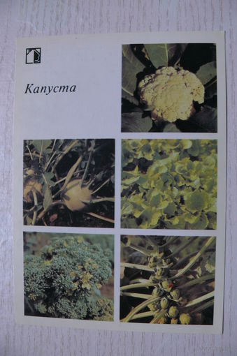 1986; Капуста (10*15 см).