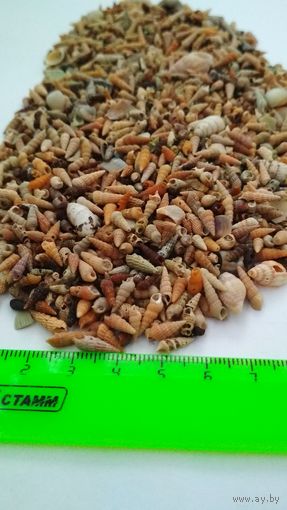 Ракушки морские, маленькие в аквариум. 100 гр.