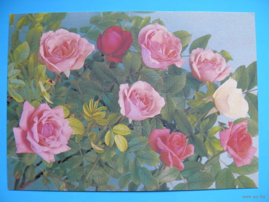 Костенко П.(фото), Розы, 1988, чистая.