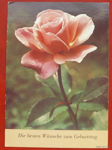ГДР. Цветы. Роза. Чистая. 943.