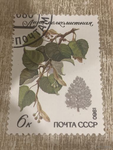 СССР 1980. Липа мелколистная. Марка из серии