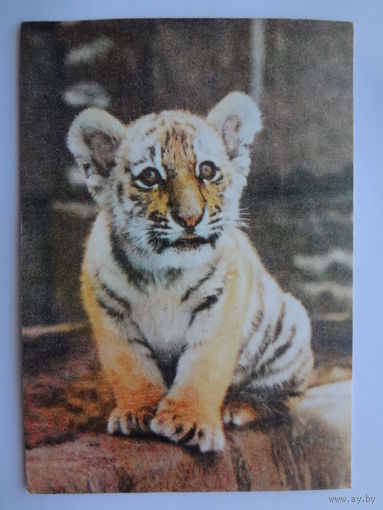 Календарик 1997 г. Тигренок.