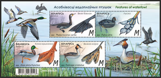 2023 БЕЛАРУСЬ  (1500-1503) малый лист марок "Асаблiвасцi вадаплауных птушак" MNH