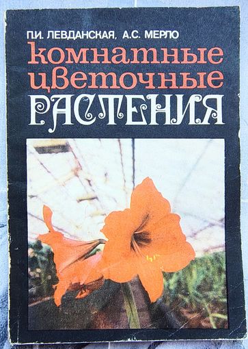 Комнатные цветочные растения. Левданская. Мерло