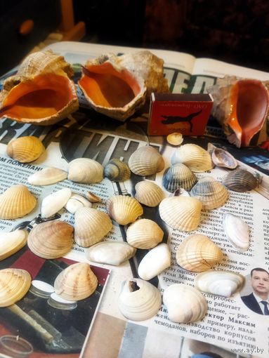Ракушки разные