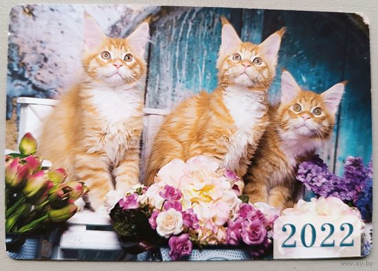 Коты. Календарик, 2022