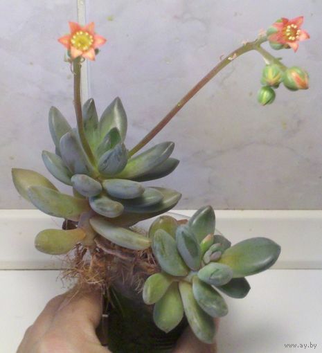 Эхеверия и пахифитумы