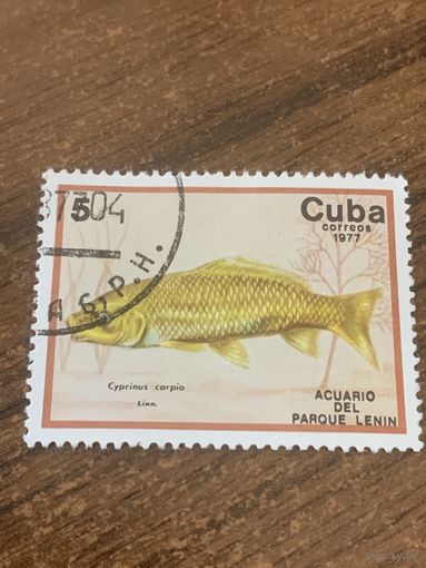 Куба 1977. Рыбы. Cyprinus carpio. Марка из серии