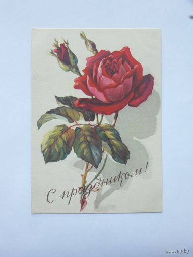 Ходатаева роза  1959  10х15 см