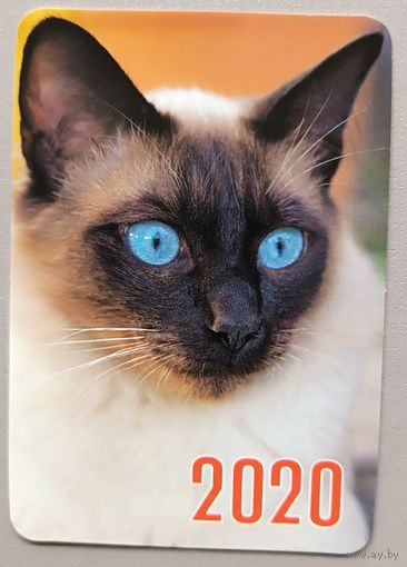 Кот. Календарик, 2020