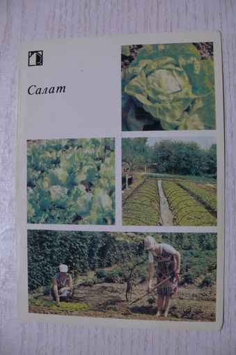1986; Салат (10*15 см).