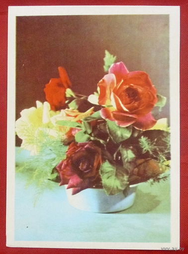 Розы. Чистая. 1969 года. Ананьиных. *344.
