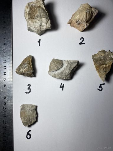 Пегидий трилобита