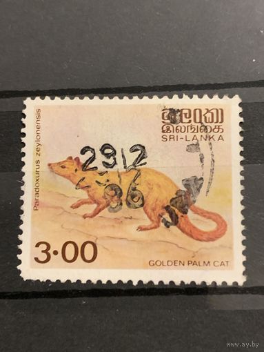 Шот Ланка 1986. Фауна. Golden Palm Cat