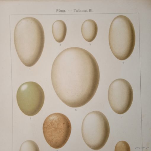 ЯЙЦА --таб.3.   нач. 20в. 25+17см. хромогравюра 19 в. Спб.  РАСПРОДАЖА КОЛЛЕКЦИИ.
