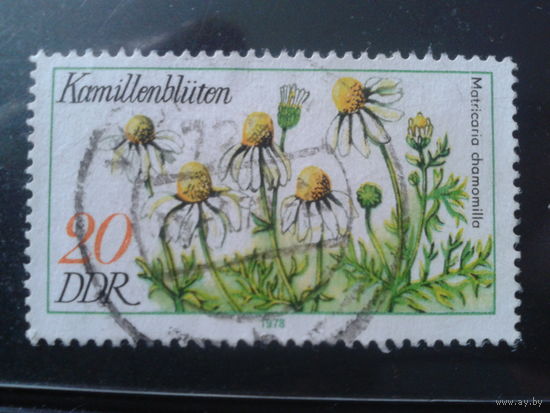 ГДР 1978 Ромашка лекарственная