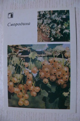 1986; Смородина (10*15 см).
