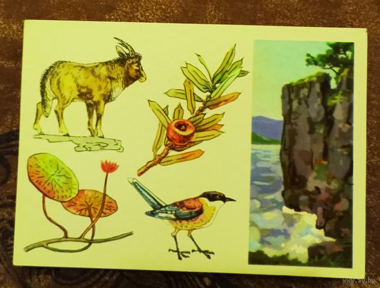 Открытка "Лазовский заповедник"