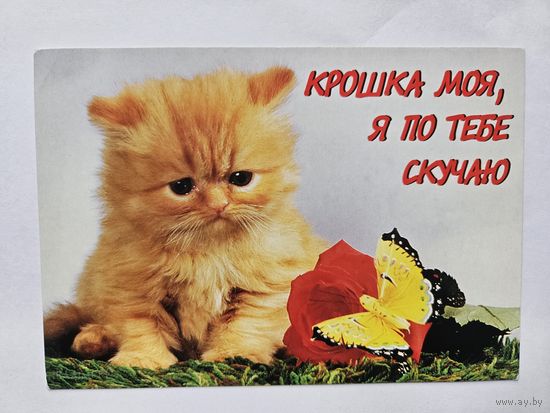 Издательство  Украина крошка моя я по тебе скучаю