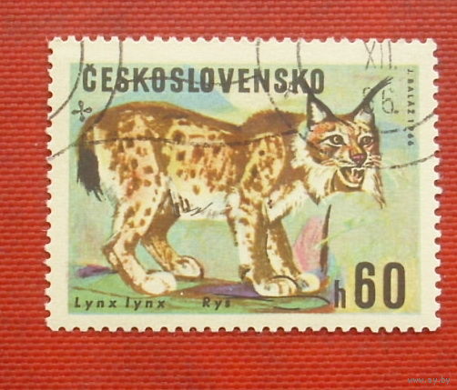 Чехословакия. Рысь. ( 1 марка ) 1966 года. 10-17.