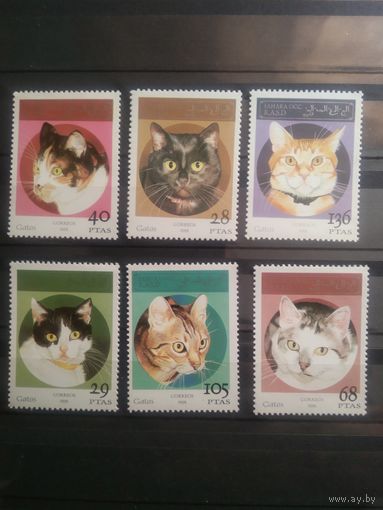 Сахара 1995 г. Кошки.