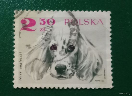 Марка Польша 1968 Английский сеттер