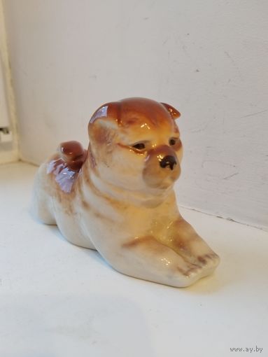 Собака Чау-чау ЛФЗ.