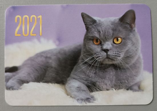 Кот. Календарик, 2021