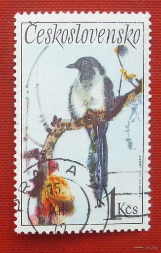 Чехословакия. Птицы. ( 1 марка ) 1972 года. 8-8.