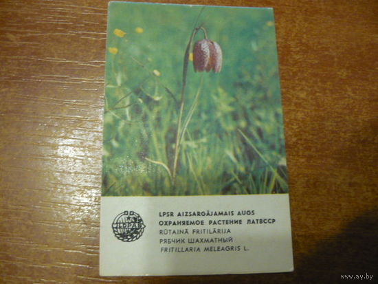 Охраняемое растение ЛатвССР.1981г