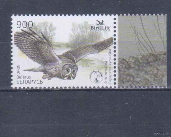 [1457] Беларусь 2005. Фауна.Птица года.Сова. Одиночный выпуск. MNH