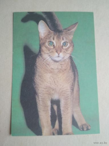 Карманный календарик.Кошки.1995 год